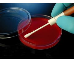 Quality Control Organism Kwik-Stik Streptococcus Agalactiae, ATCC 13813 Lyophilized Pellet 6 Swabs Non-selective Sheep Blood Agar