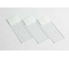 Microscope Slide Shandon Single Cytoslide 25 X 75 mm Frosted End, Single Circle, Coated