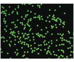 Fluorescent Particles Thermo Scientific Fluoro-Max Dyed Polystyrene Microsphere in Water Flow Cytometry / Microscopy pH 5.0 to 8.0 10 mL 975498