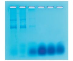Gel Filtration Chromatography Educational Kit Edvotek
