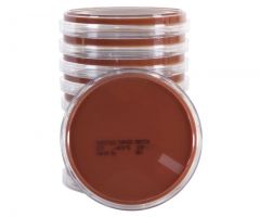 Thayer Martin Mod. Agar; HDx, 15x100mm plate R