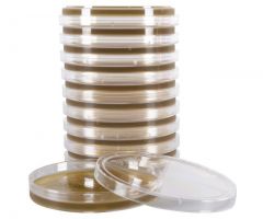 Bile Esculin Azide Agar; HDx, 15x100mm plate R