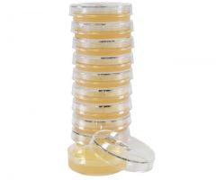 Tryptic Soy Agar Plate; HDx, 15x60mm plate R