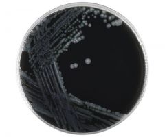BCYE Selective Agr w/CCVC; HDx, 15x100mm plate R