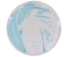 HardyCHROM Listeria; HDx, 15x100mm plt 10/pk R