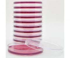 MacConkey Agar w/Sorbitol; HDx, 15x100mm plate R