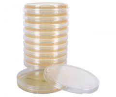 Wilkins-Chalgren Agar; HDx, 15x100mm plate * R