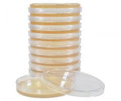 Baird Parker Agar; HDx, 15x100mm plate R