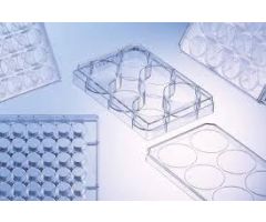 6-Well Multiwell Plate with Lids, Clear