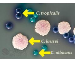 CHROM CANDIDA, CHROMOGENIC MEDIUM