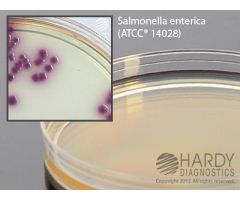 CHROM SALMONELLA, AN EFFECTIVE CHR