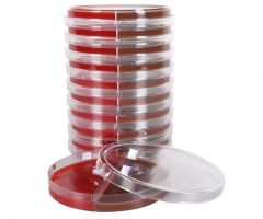 Blood Agar, 5%/Chocolate; HDx, 15x100mm biplate R