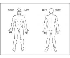 Chart Label - Anatomical Diagram - 3" x 4"