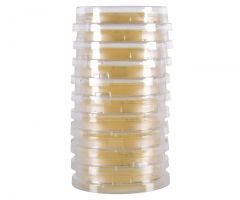 Sabdex Agar; HDx,15x65mm Contct Plt R
