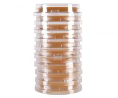 Malt Extract Agar w/L&T; HDx,15x65mm Contct Plt R