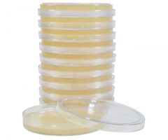 Nutrient Agar Plate; HDx, 15x100mm plate R