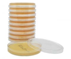 Sabdex Agar w/Lec & Tween; HDx, 15x100mm plate R