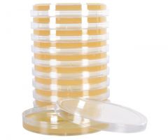 Sabdex Agar w/Chloram.; HDx, 15x100mm plate R